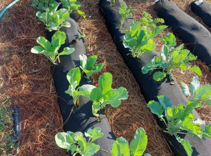 What Schools Are Saying Bryant Park Elementary School Farming The Future what-schools-are-saying-bryant-park-elementary-school-farming-the-future
