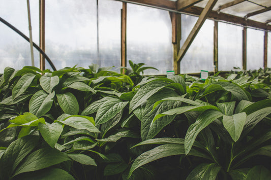 The Self-Watering Planter