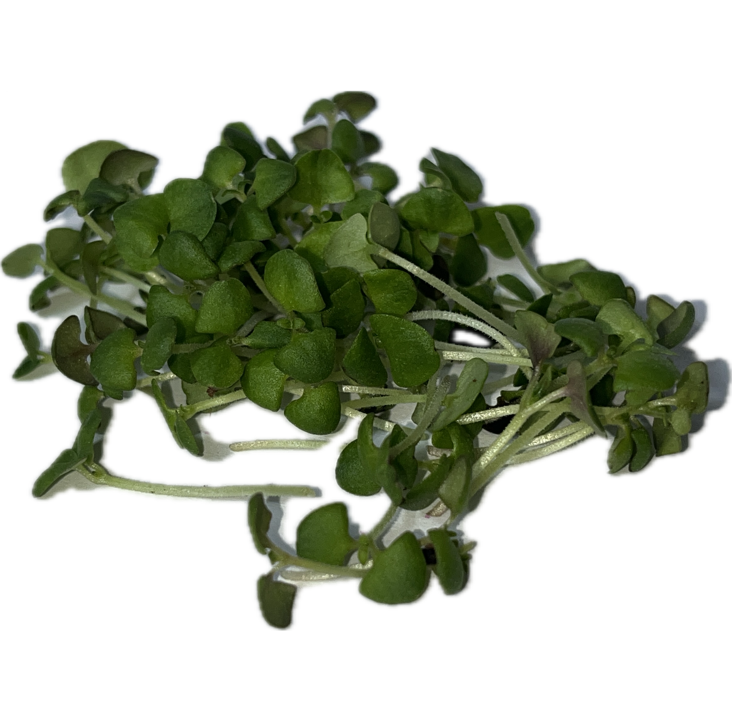 Italian Large Leaf Basil Microgreens