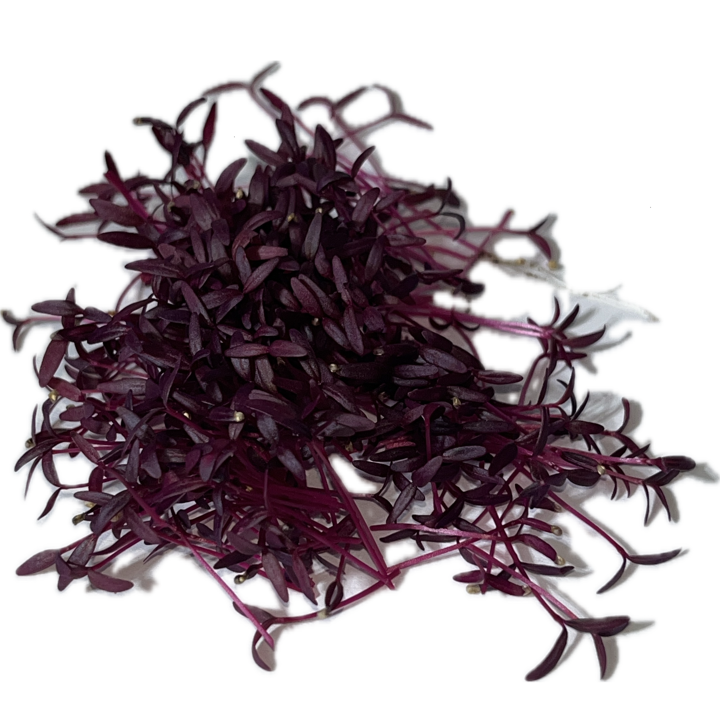 Red Amaranth