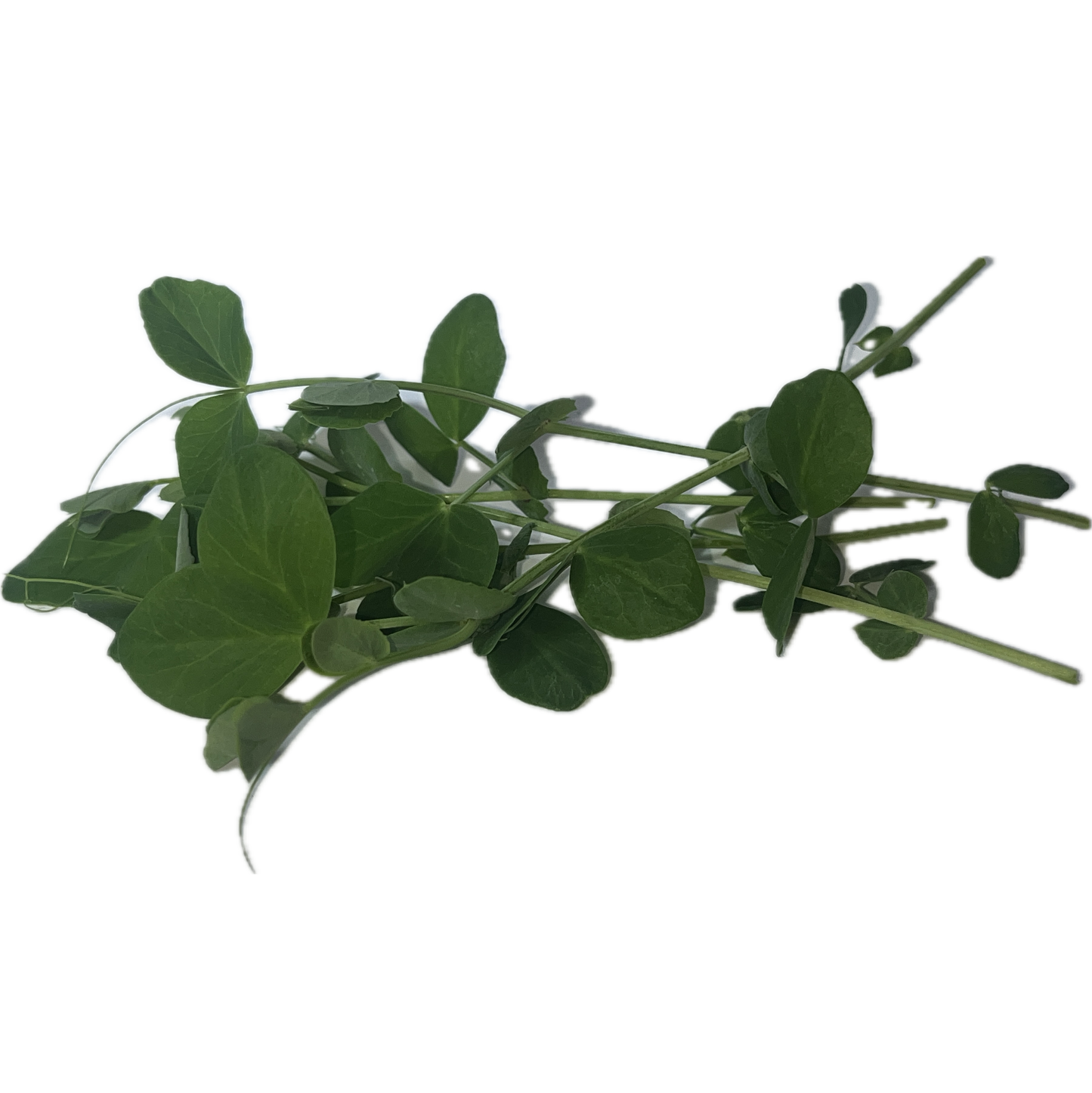 Sweet Pea Shoots Microgreens