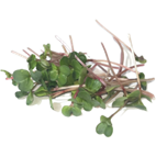 Red Stem Radish Microgreens