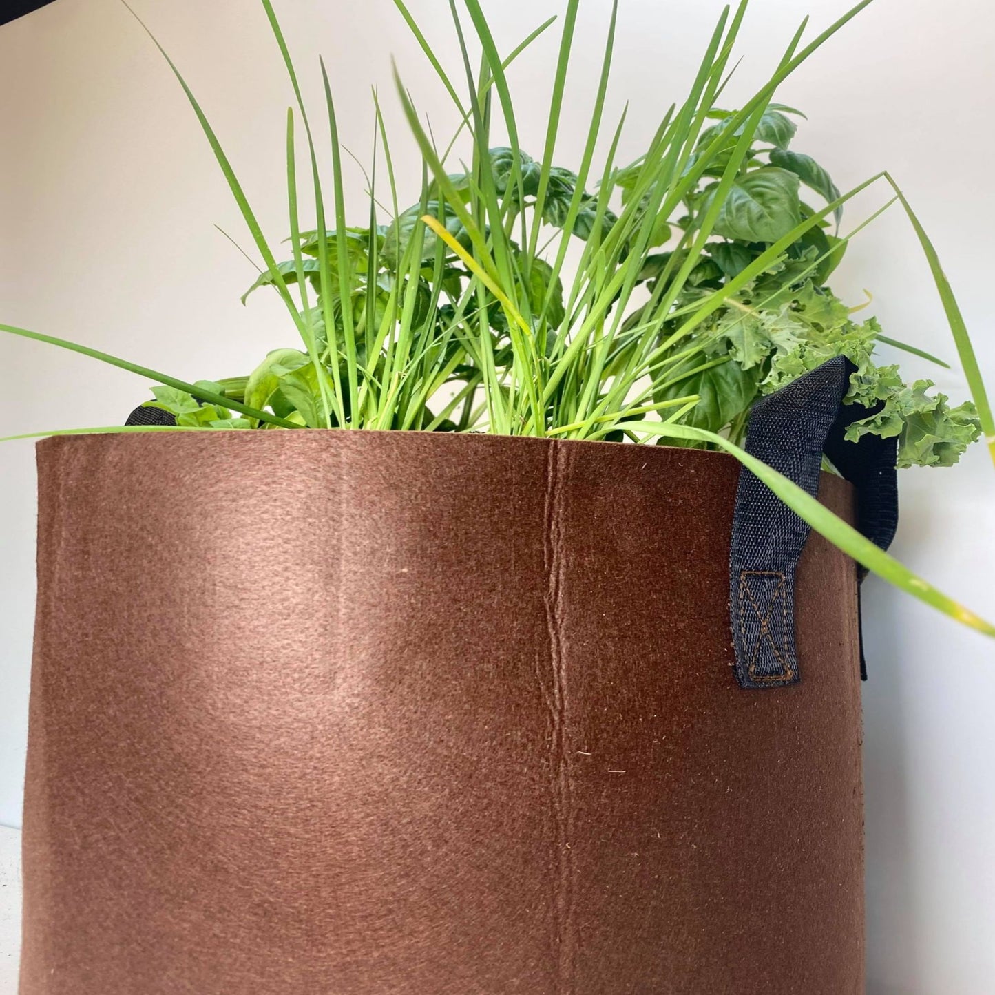 GrowBag Lab REPLENISH w/ LMS Access - Pesto