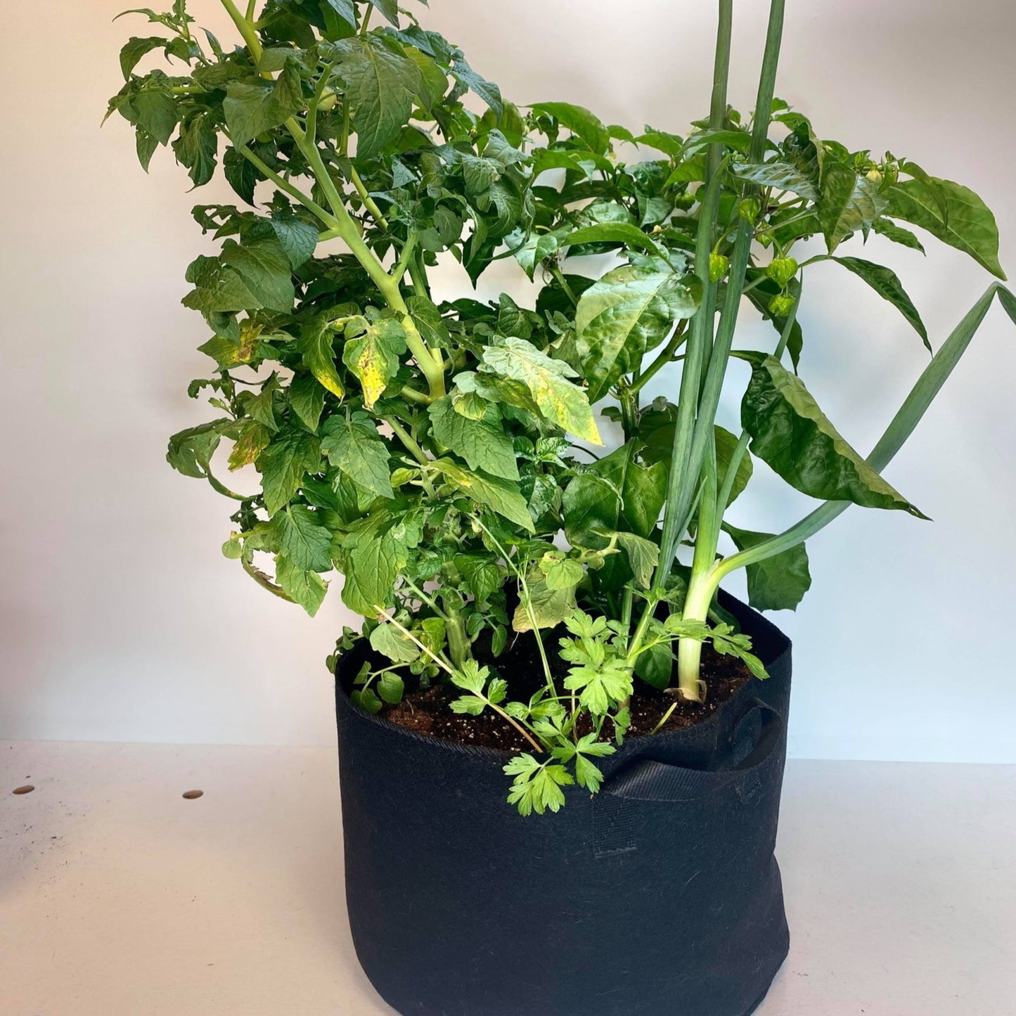 GrowBag Garden Lab - Salsa