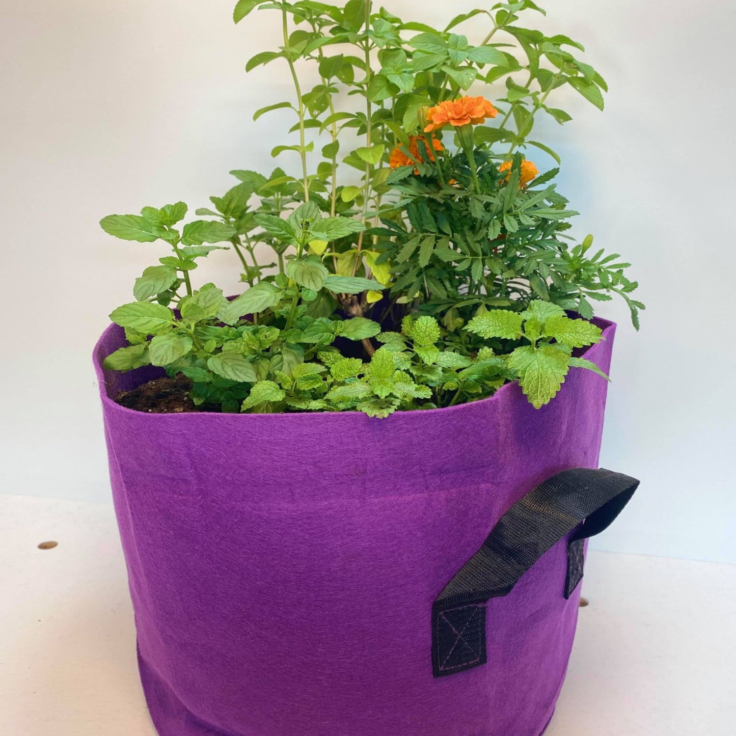 GrowBag Garden Lab - Tea