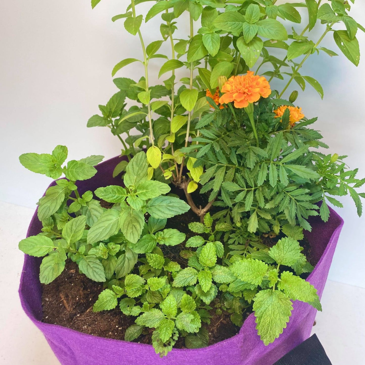 GrowBag Lab REPLENISH w/ LMS Access - Tea