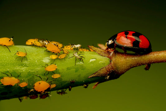 Tips for Addressing Insects in a School Greenhouse