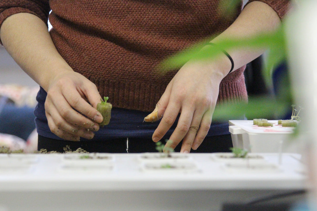 Tips for Incorporating Hydroponics into Instruction
