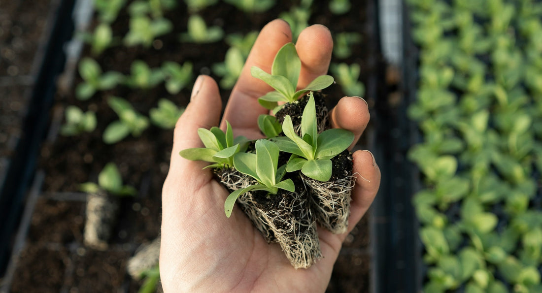 Bringing the Classroom to Life: Integrating a Greenhouse into Your School Curriculum