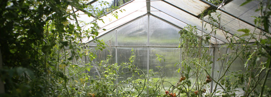 How to Select and Start the Right School Greenhouse