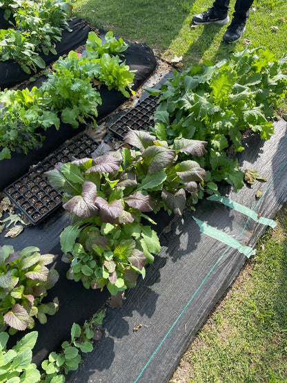 Raised Garden Bed Kit for Schools
