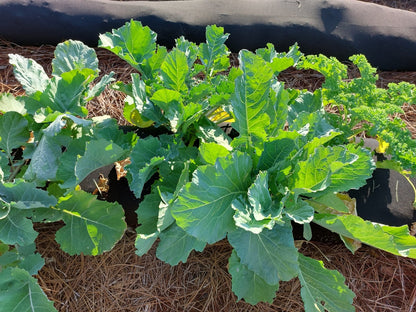 Raised Garden Bed Kit for Schools