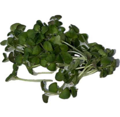 Italian Large Leaf Basil Microgreens