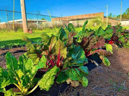 Raised Garden Bed Kit for Schools