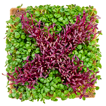 GrowArt™ Grow-Your-Own Art Kit: COMPACT