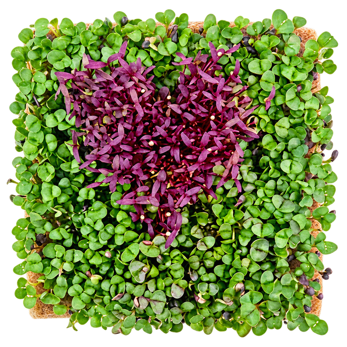 GrowArt classroom seed art kit with colorful microgreens, planting supplies, and paint-your-own container for hands-on K-12 STEM and art learning.”