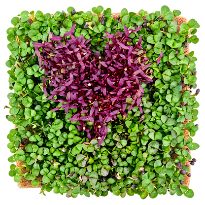 GrowArt classroom seed art kit with colorful microgreens, planting supplies, and paint-your-own container for hands-on K-12 STEM and art learning.”