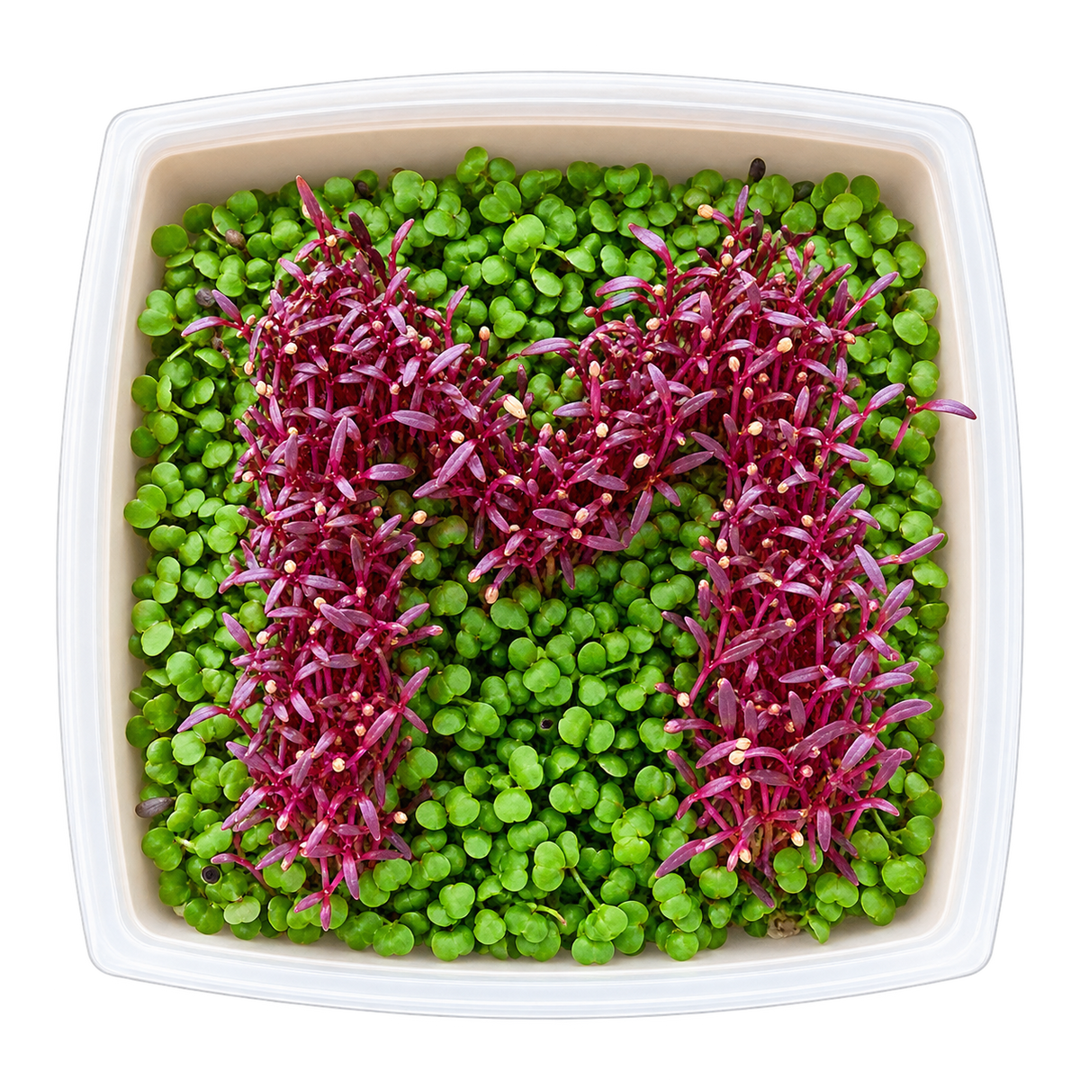 GrowArt classroom seed art kit with colorful microgreens, planting supplies, and paint-your-own container for hands-on K-12 STEM and art learning.