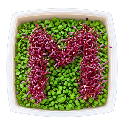GrowArt classroom seed art kit with colorful microgreens, planting supplies, and paint-your-own container for hands-on K-12 STEM and art learning.