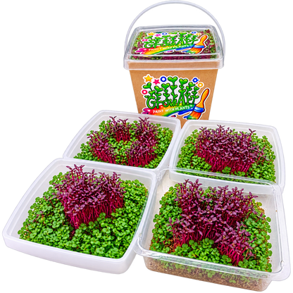 GrowArt classroom seed art kit with colorful microgreens, planting supplies, and paint-your-own container for hands-on K-12 STEM and art learning.