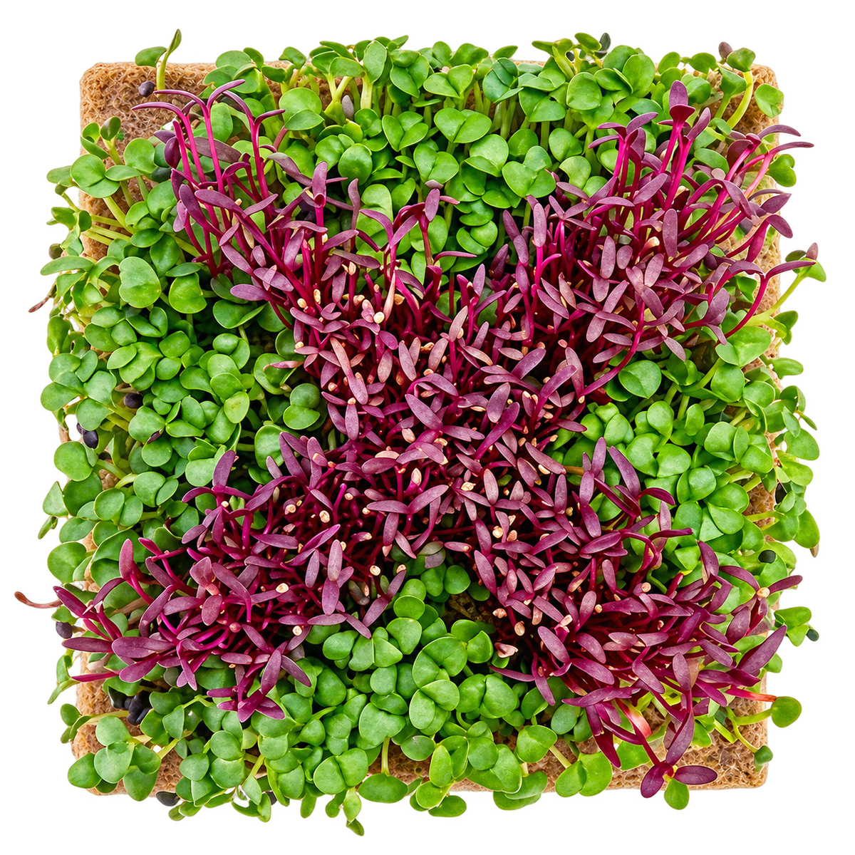 A square microgreen plant starter block filled with vibrant green and deep purple-red microgreens, photographed from directly above on a solid white background.