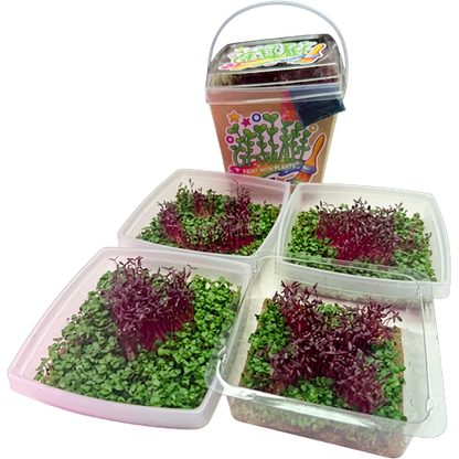 GrowArt™ Grow-Your-Own Art Kit: Edible Microgreens Kit DELUXE Classroom Bundle (24)