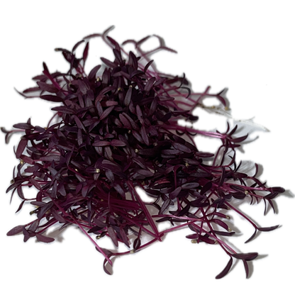 Red Amaranth