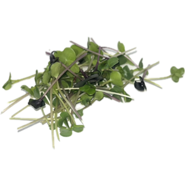Basic Salad Mix Microgreens