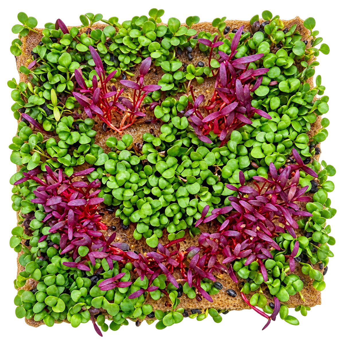 GrowArt classroom seed art kit with colorful microgreens, planting supplies, and paint-your-own container for hands-on K-12 STEM and art learning.