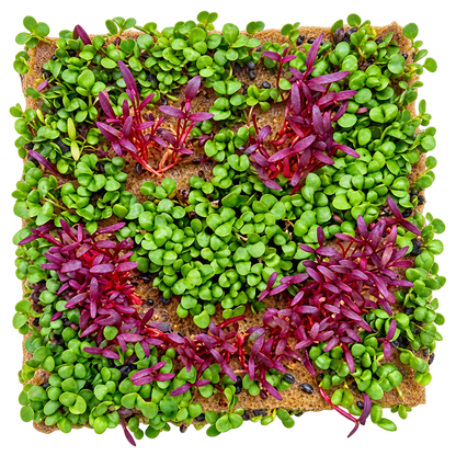 GrowArt classroom seed art kit with colorful microgreens, planting supplies, and paint-your-own container for hands-on K-12 STEM and art learning.