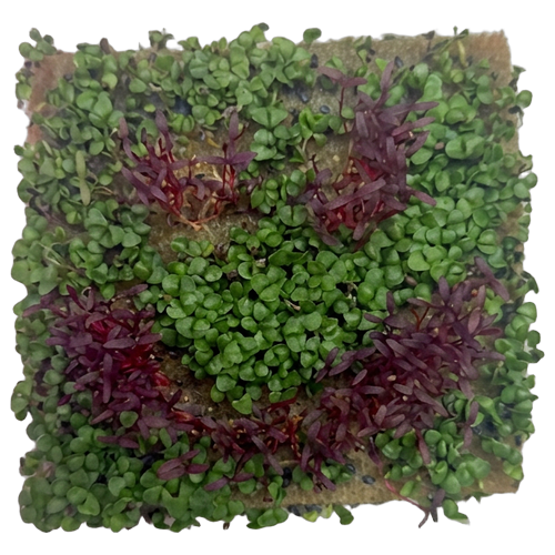 GrowArt™ Grow-Your-Own Art Kit: Edible Microgreens Kit DELUXE Classroom Bundle (24)