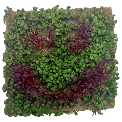 GrowArt™ Grow-Your-Own Art Kit: Edible Microgreens Kit DELUXE Classroom Bundle (24)