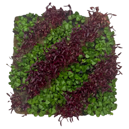 GrowArt™ Grow-Your-Own Seed Art Kit — Edible Microgreens Craft for Kids