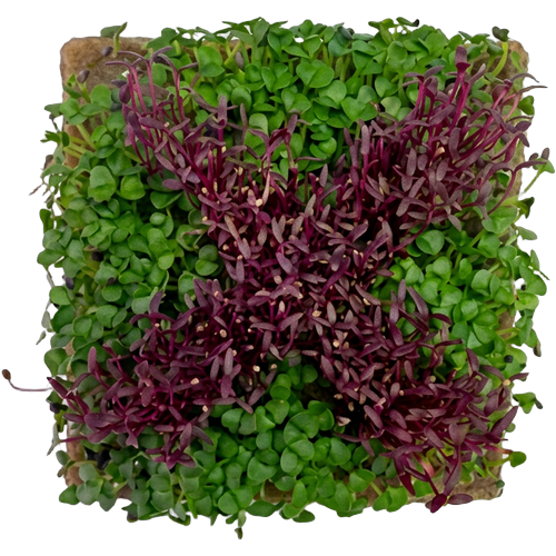 GrowArt™ Grow-Your-Own Seed Art Kit — Edible Microgreens Craft for Kids