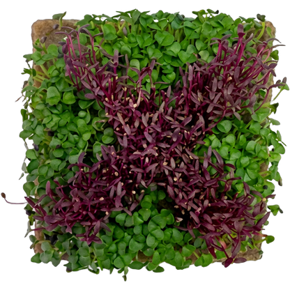 GrowArt™ Grow-Your-Own Seed Art Kit — Edible Microgreens Craft for Kids