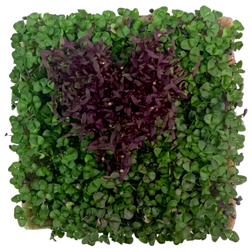 GrowArt™ Grow-Your-Own Seed Art Kit — Edible Microgreens Craft for Kids