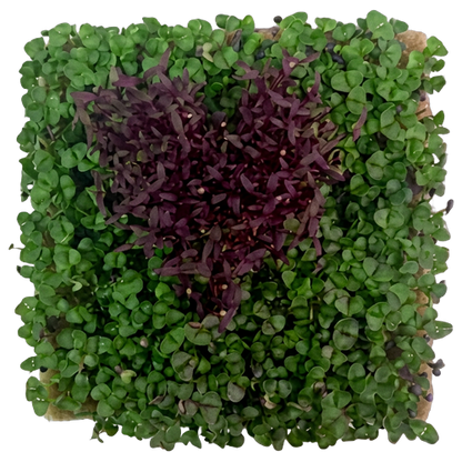 GrowArt™ Grow-Your-Own Seed Art Kit — Edible Microgreens Craft for Kids
