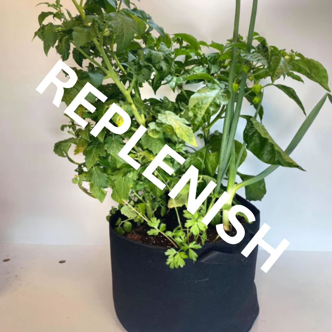 GrowBag Lab REPLENISH w/ LMS Access - Salsa