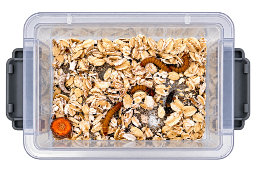 3-Tier Classroom Mealworm Farm — Complete Metamorphosis Life Cycle Kit for Schools