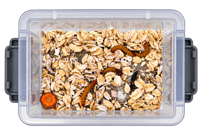 3-Tier Classroom Mealworm Farm — Complete Metamorphosis Life Cycle Kit for Schools