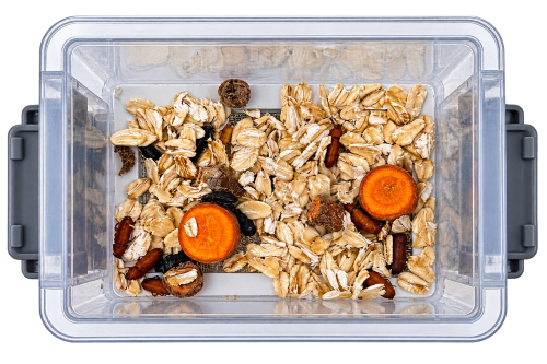3-Tier Classroom Mealworm Farm — Complete Metamorphosis Life Cycle Kit for Schools